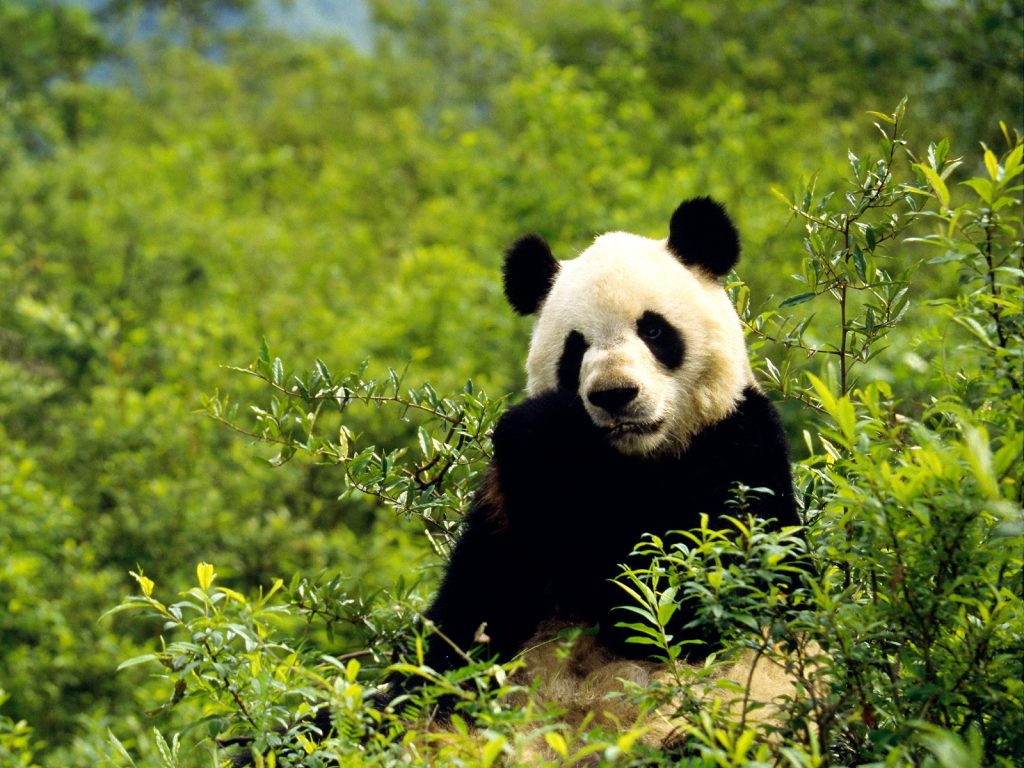 Pandas at Chengdu Research Base enjoying bamboo in this Chengdu foodie itinerary
