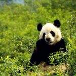 Pandas at Chengdu Research Base enjoying bamboo in this Chengdu foodie itinerary